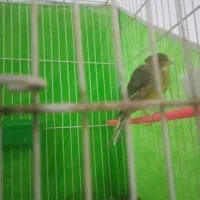 قناری نر ماده بخون|پرنده|تربتحیدریه, کوه سنگی|دیوار