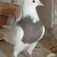 کبوتر طوقی|پرنده|شهرکرد, |دیوار