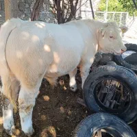 جهت خرید انواع گوساله پرواری داشتی