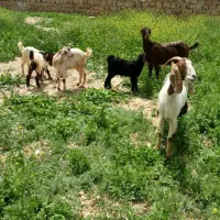 فروش بز دوقلوزا