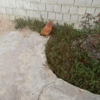 فروش‌مرغ‌وخروس