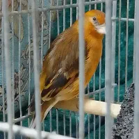 سهره قناری دهن سهره|پرنده|تهران, تهرانپارس غربی|دیوار