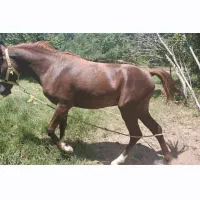 کره اسب نریان نژاد کرد اصیل خوش رخ زیبا