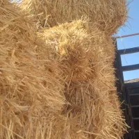 ۱۷۰عددپرس گندم.۱۲۰ تومن.خودم خریده بودم.تغییر شغل