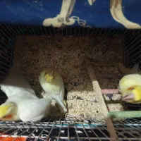 جوجه عروس سرلاکی ۳ تا|پرنده|قرچک, شهرک طلائیه|دیوار