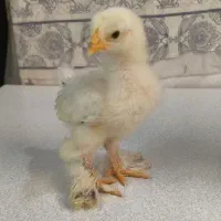 جوجه برهما غول پیکر ۱۲ روزه
