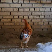 خروسک|حیوانات مزرعه|بهبهان, |دیوار
