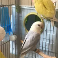 طوطی برزیلی