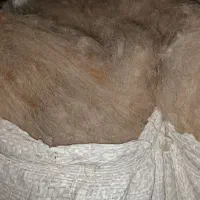 پشم تمیز حلاج شده