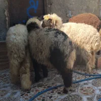 بز با بره درهندیجان|حیوانات مزرعه|بندر ماهشهر, |دیوار