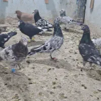 ۲۰ عدد کوهی|پرنده|کارون, |دیوار