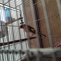 سهره نر همچی تموم