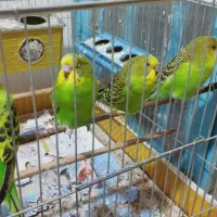 جوجه مرغ عشق