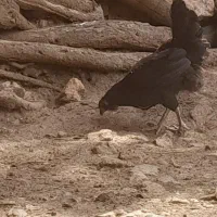 مرغ کرچ|حیوانات مزرعه|پاوه, |دیوار