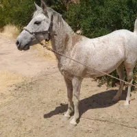 اسب مادیون|اسب و تجهیزات اسب‌سواری|شیراز, بید زرد|دیوار