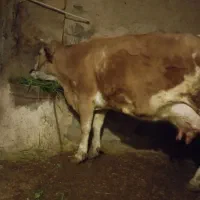 گاو|حیوانات مزرعه|کوهدشت, |دیوار