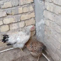 مرغ تخم گذار|حیوانات مزرعه|شیراز, ماه فیروزان|دیوار