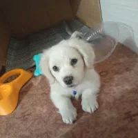 سگ اشتپیز پامر