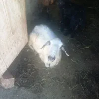 گوسفند