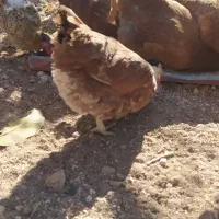 مرغ تخمگذار|حیوانات مزرعه|شیراز, شهرک قمشه|دیوار