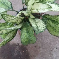 گل طبیعی|گل و گیاه طبیعی|لنگرود, |دیوار