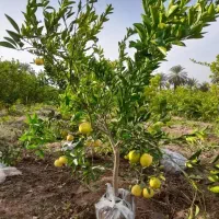 درخت گرمسیری