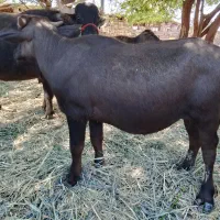 گوساله گامیش نر