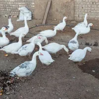 غاز بالغ جوان فروشی با قیمت خیلی مناسب فروش فوری|حیوانات مزرعه|قم, شهرک توانیر|دیوار