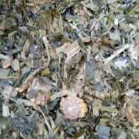 ذرت علوفه|عمده‌فروشی|قره چای, |دیوار