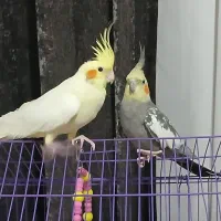 ۱ جفت عروس هلندی تخم گذار (معاوضه)