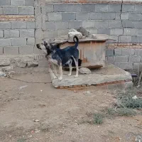 ماده پژدر نصل دار