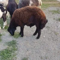 توقلی  نر قوچی. چاق.|حیوانات مزرعه|آق قلا, |دیوار