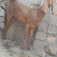 بز مری اصل لنگ ۳تای هیکلی