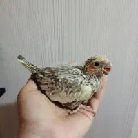 جوجه عروس هلندی سرلاکی|پرنده|تهران, تولید دارو|دیوار