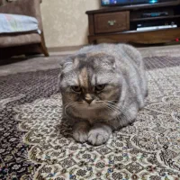 گربه اسکاتیش|گربه|تهران, علم و صنعت|دیوار