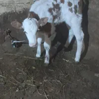 فروش یک راس گوساله سیمنتال ماده