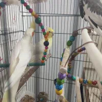 عروس هلندی|پرنده|نجف‌آباد, شیخ آباد|دیوار