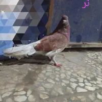 کبوتر فشن و کاکلی تخفیف جزعی داره  با تشکر|پرنده|ساری, |دیوار