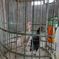 فروش  یک جفت مرغ و خروس