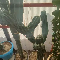 کاکتوس های فروشی زیر قیمت