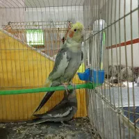 عروس هلندی