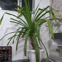 گل پاندانوس