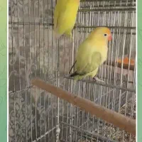 طوطی برزیلی|پرنده|کرج, شهرک بنفشه|دیوار