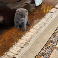 اسکاتیش فولد بلو