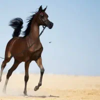 خریدوفروش اسب