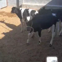 گوساله