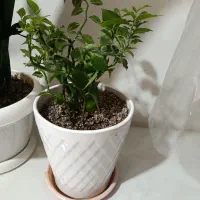 گل ستون فقرات شیطان به فروش میرسد