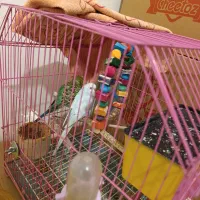 مرغ عشق نرماده|پرنده|لالی, |دیوار