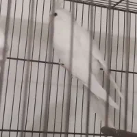 دو عدد ماده البینو|پرنده|قم, شهرک امام حسن|دیوار