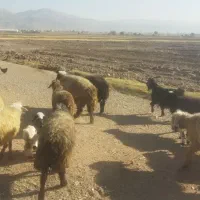 قوچ بختیاری